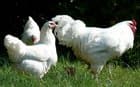 İxworth chickens
