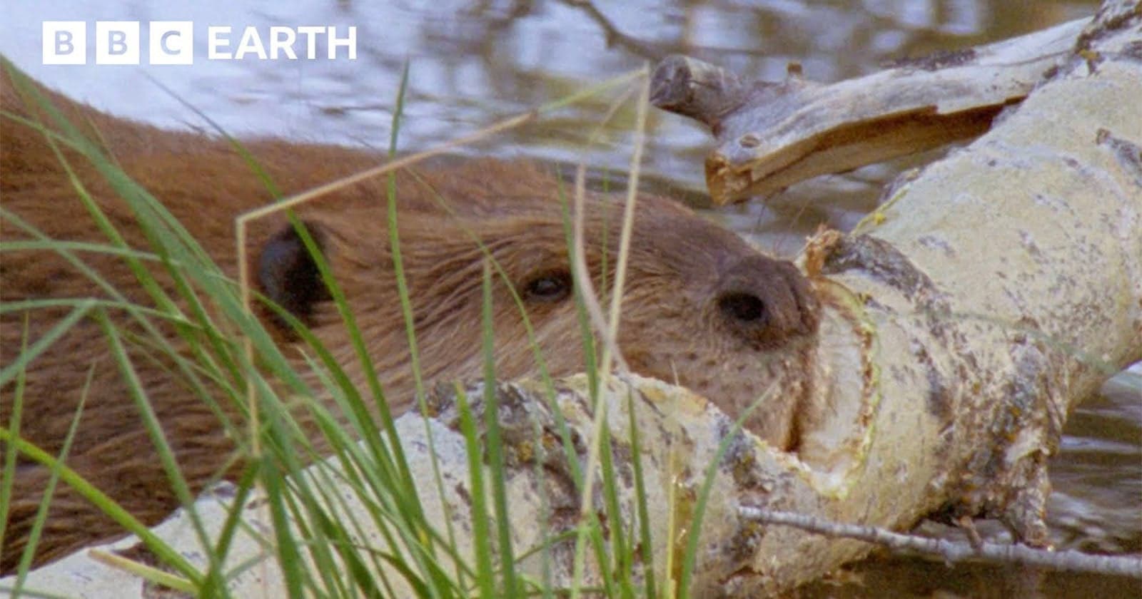 BBC Films Yellowstone Beaver Felling Trees and Making a Dam for Winter