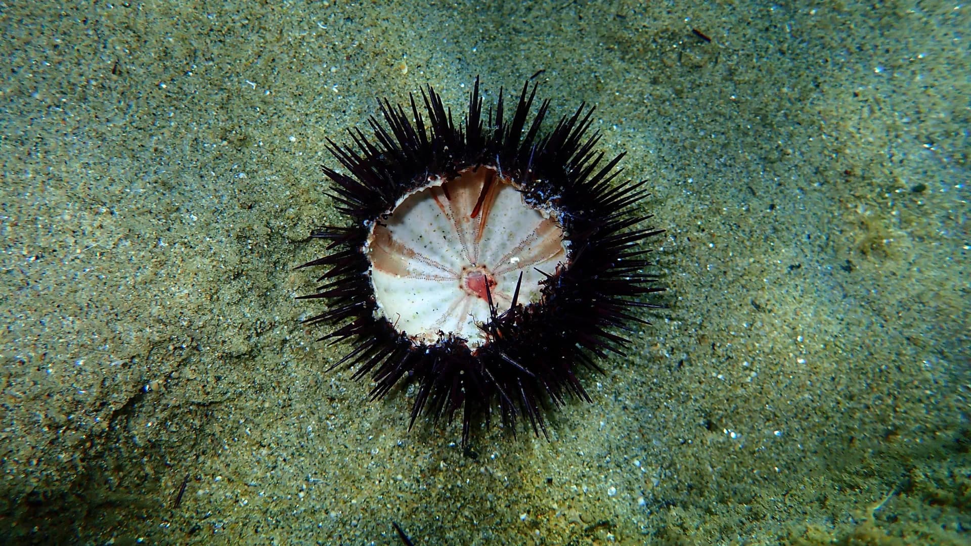 A silent ocean pandemic is wiping out sea urchins worldwide